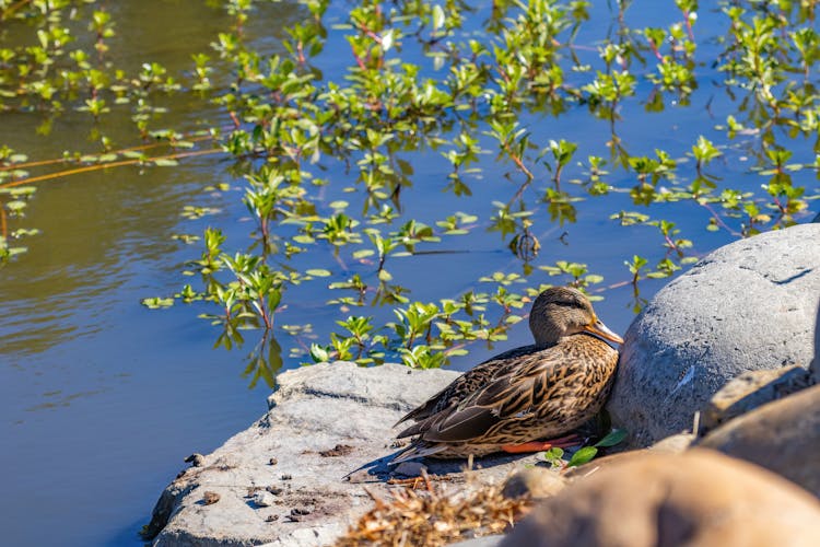 A Duck On Big Rock Near Pond