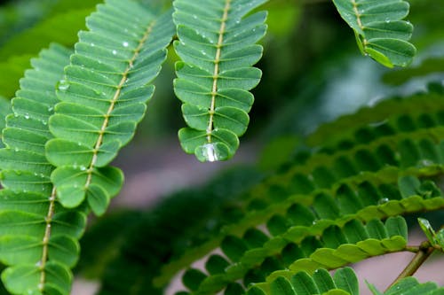 Free stock photo of beautiful tree, fresh, green