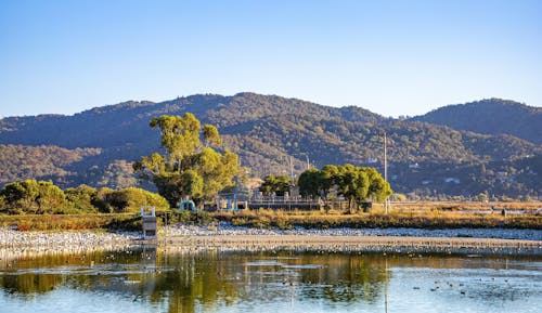 Green Trees Near Body of Water