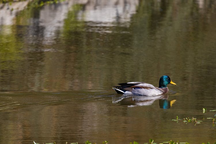 Mallard Duck On Water