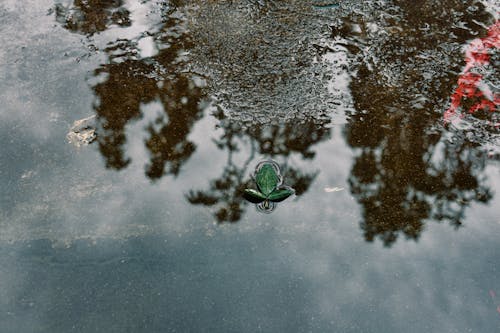 Fotos de stock gratuitas de charco, de cerca, hojas