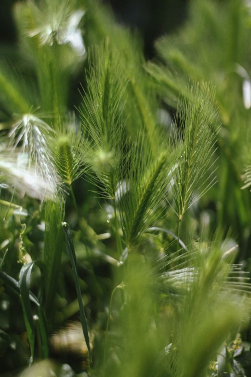 Free Close-up of verdant young wheat stalks in a sunlit Peruvian field, showcasing natural growth. Stock Photo