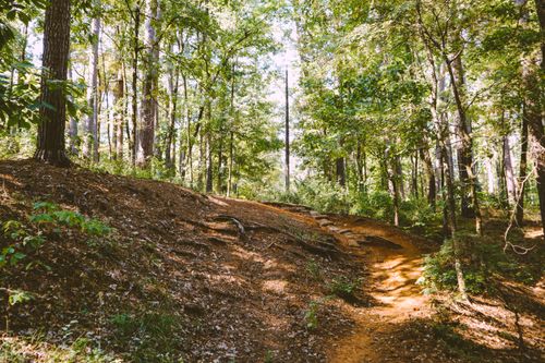 Free A peaceful sunlit forest trail surrounded by lush green trees in late summer. Stock Photo