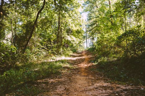Free A tranquil wooded trail surrounded by lush green trees on a sunny day, capturing the essence of nature. Stock Photo