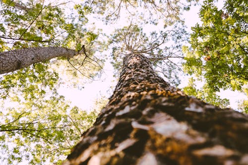 無料 木の幹, 森林, 樹冠の無料の写真素材 写真素材