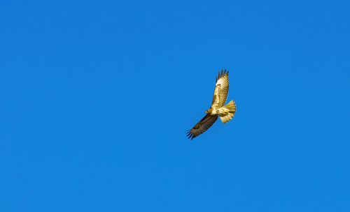 Free A red-tailed hawk soars gracefully against a vivid blue sky. Stock Photo