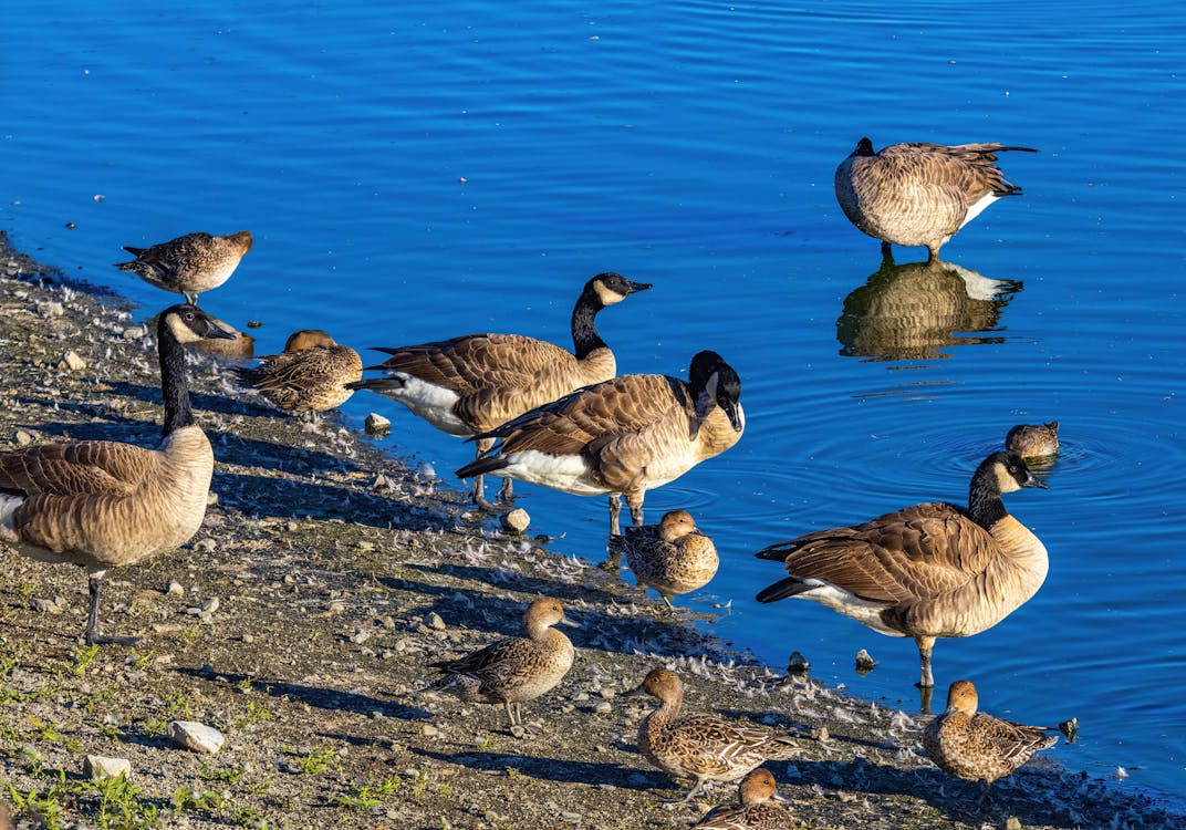 what do Canada geese eat