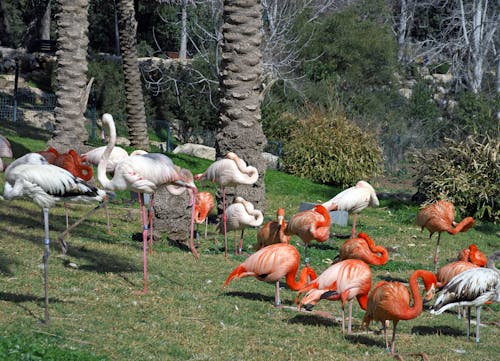 Gratis stockfoto met flamingo