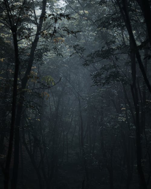 dark forest