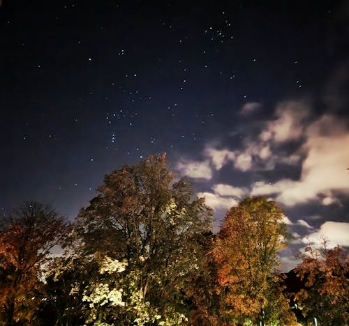 Foto profissional grátis de árvores, céu noturno, estrelas