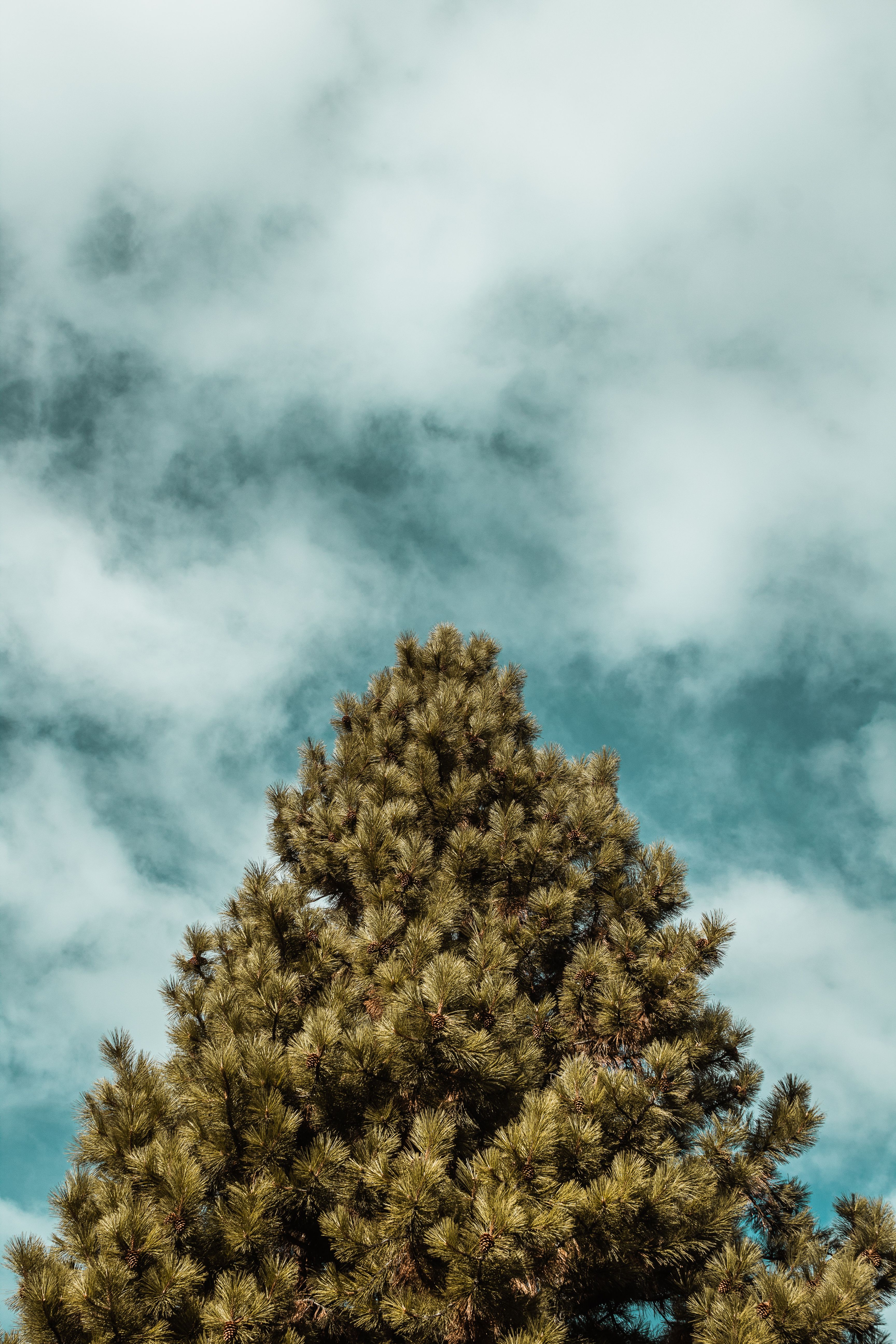 Low Angle Shot of a Pine under a Blue Sky with White Clouds · Free ...