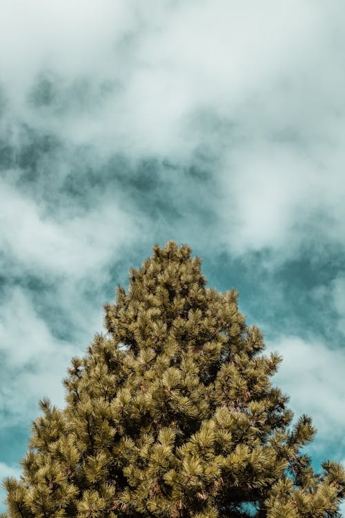 Low Angle Shot of a Pine under a Blue Sky with White Clouds