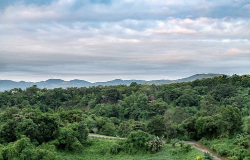 Fotobanka s bezplatnými fotkami na tému dažďový prales, dedinský, divá príroda