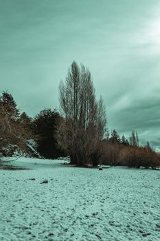 Serene winter scene with trees and snow in San Carlos de Bariloche, Argentina.