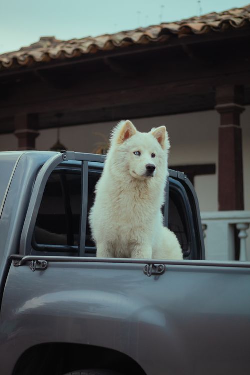 Free Cute Samoyed dog sitting in the back of a pickup truck on a sunny day outdoors. Stock Photo