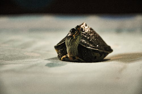 動物, 天性, 水族館 的 免費圖庫相片