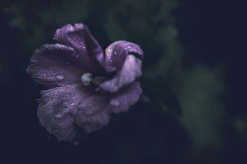 一滴雨, 喜怒無常, 園林花卉 的 免费素材图片