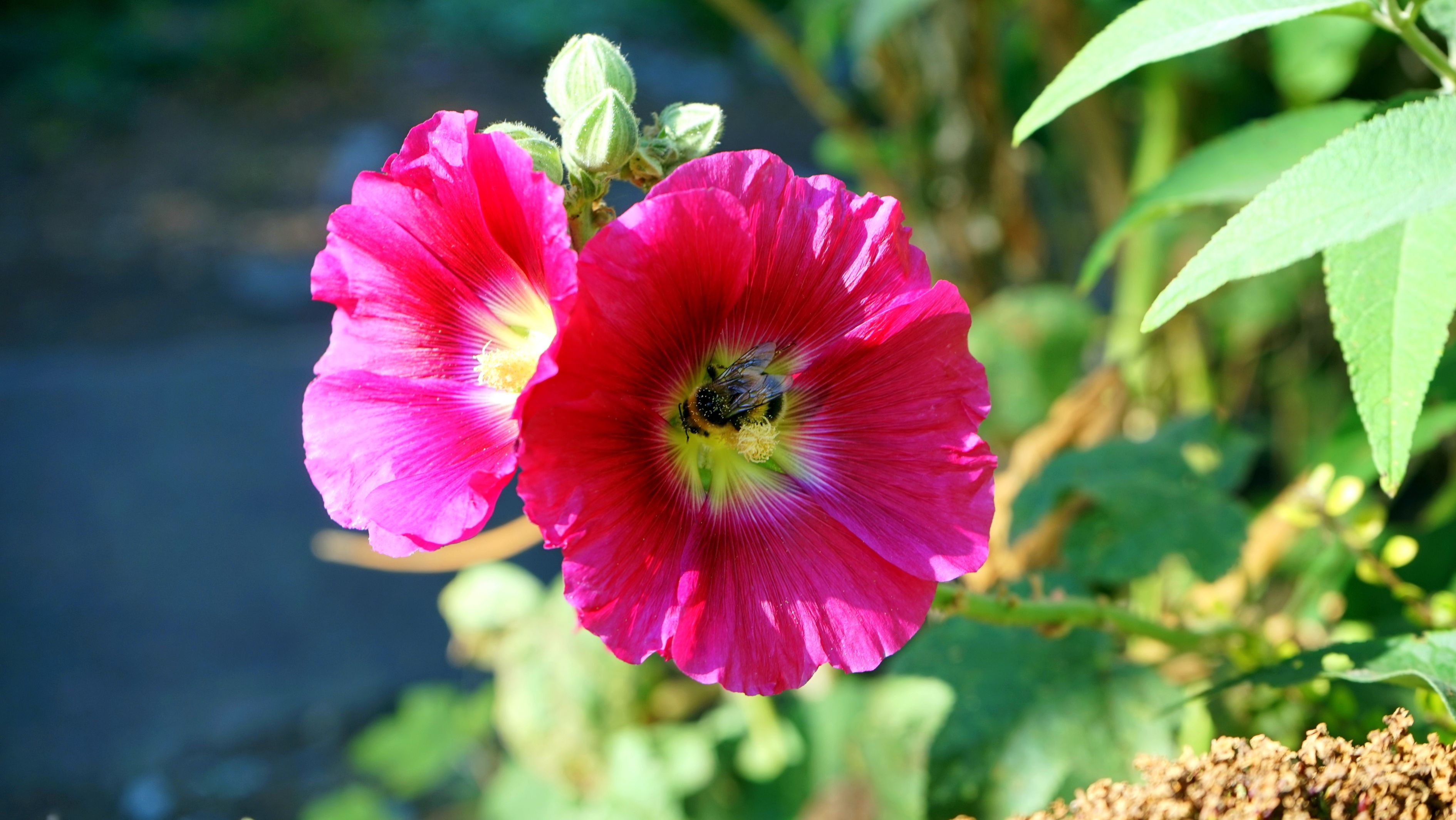 就爱这花花世界 pexels-photo-139146.jpeg?auto=compress&cs=tinysrgb&h=750&w=1260&dpr=3