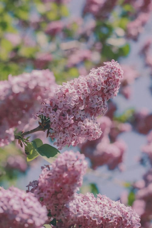 垂直拍摄, 特写, 粉紅色的花 的 免费素材图片