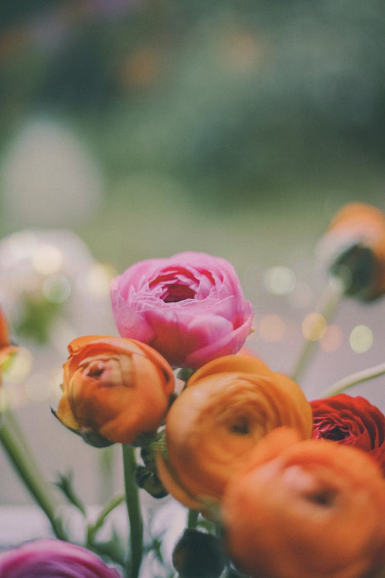 Flowers Blooming In Garden