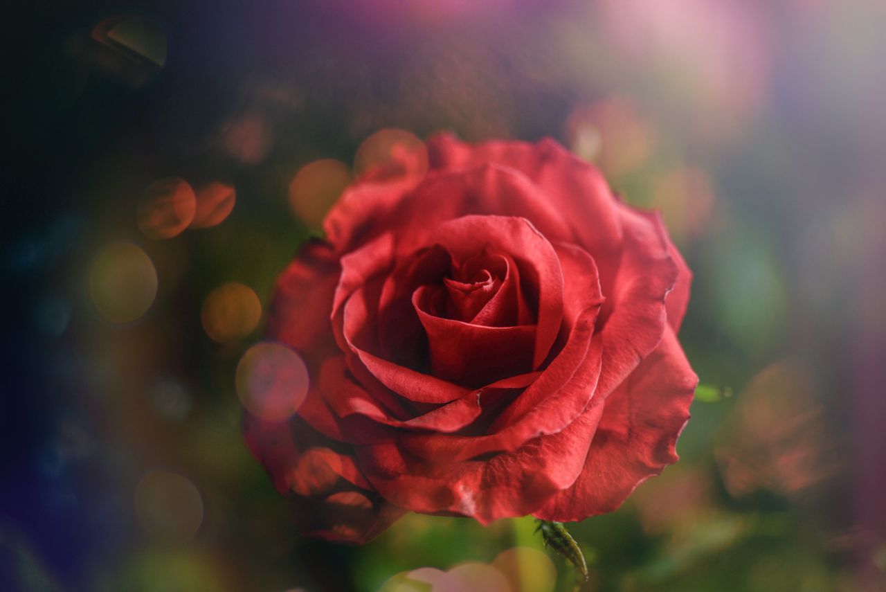 close up of a red rose with a soft focus and bokeh background showcasi