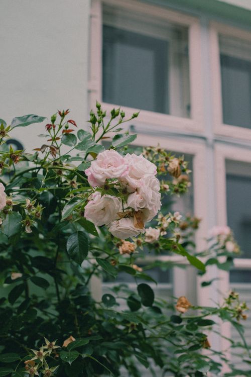 Free Elegant pink roses blooming against a window create a beautiful contrast. Stock Photo