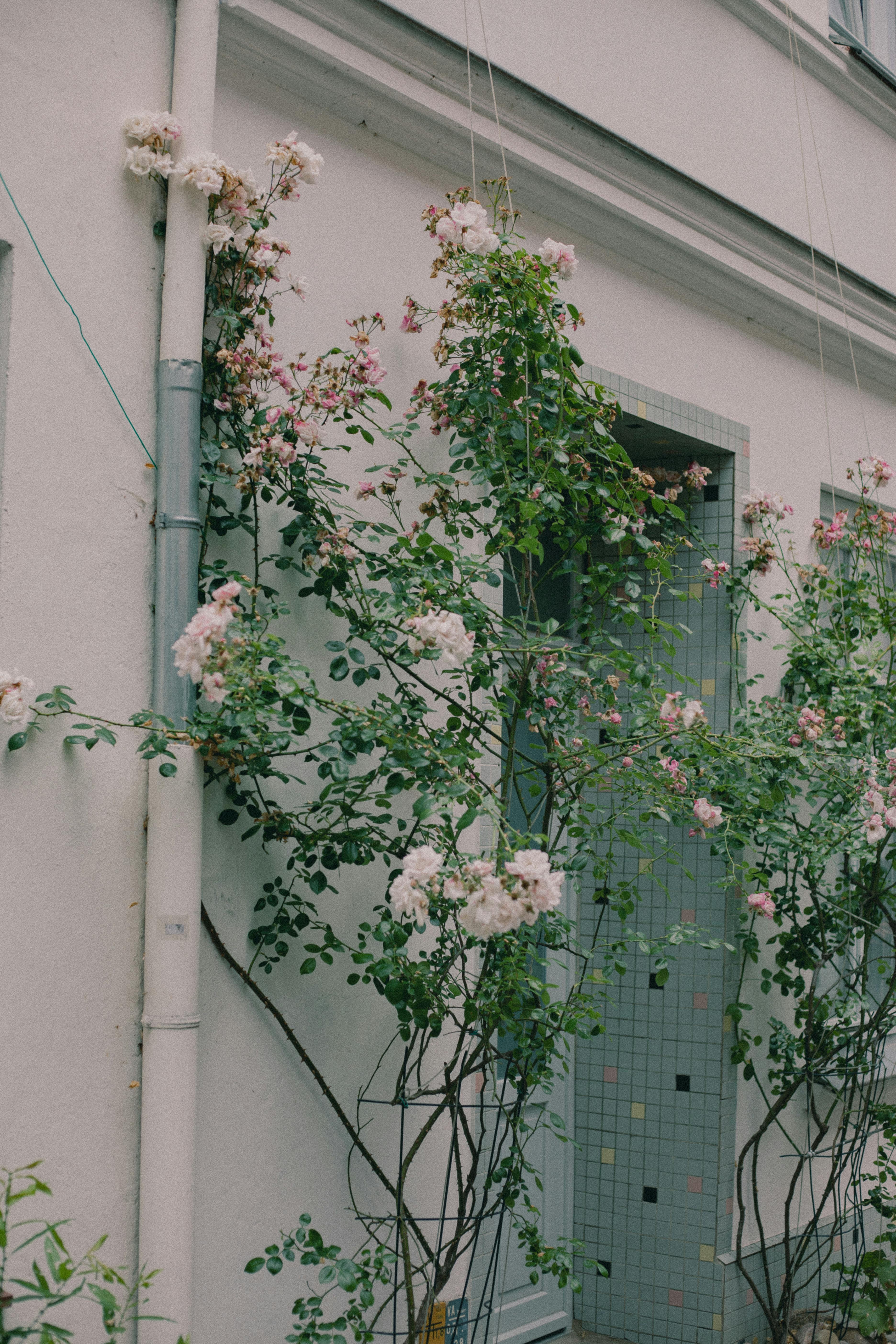 Beautiful climbing roses adorn a garden wall, adding charm and natural beauty.
