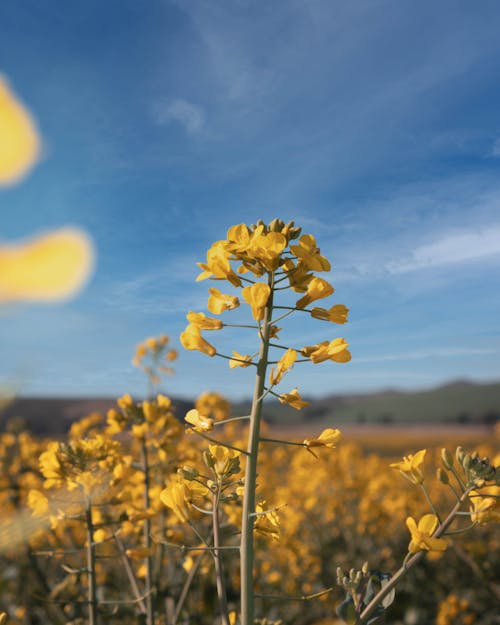 Бесплатное стоковое фото с желтые цветы, крупный план, рост