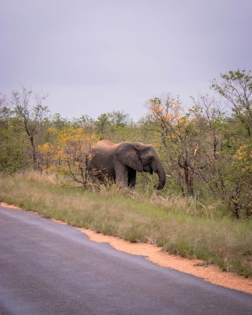 Foto d'estoc gratuïta de animal, carretera, elefant