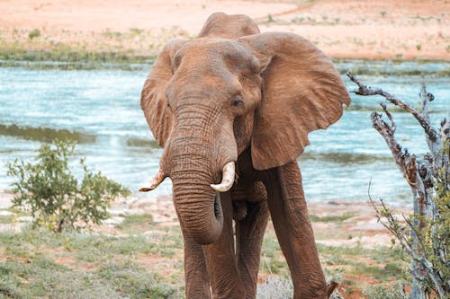 Foto d'estoc gratuïta de animal, elefant, natura