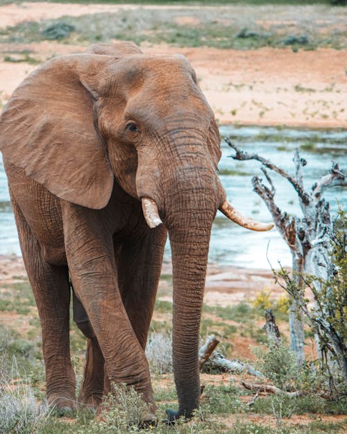 Gratis lagerfoto af afrikansk elefant, barbarisk, dyrefotografering Lagerfoto