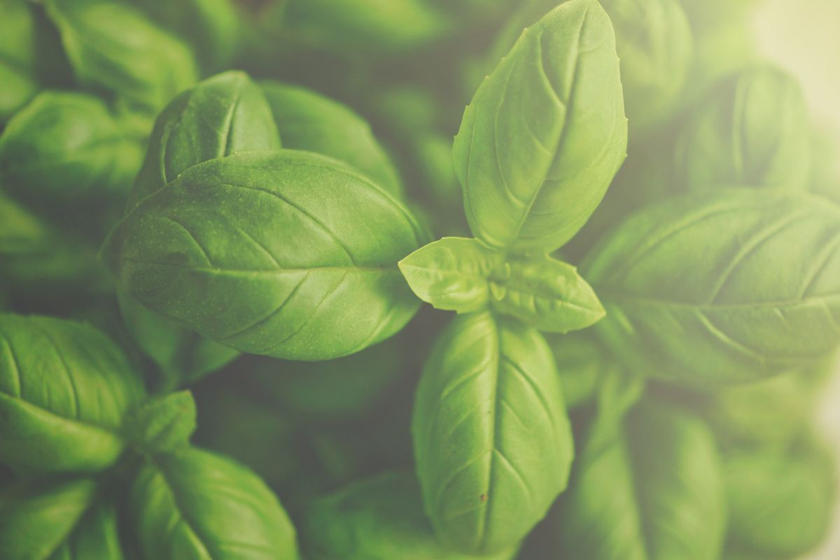 Ervas e temperos frescos; identificação correta e cultivo limpo são centrais