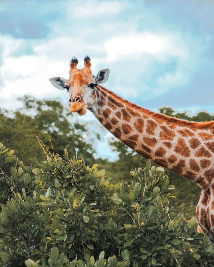 Giraffe Grazing On Leaves From A Tree