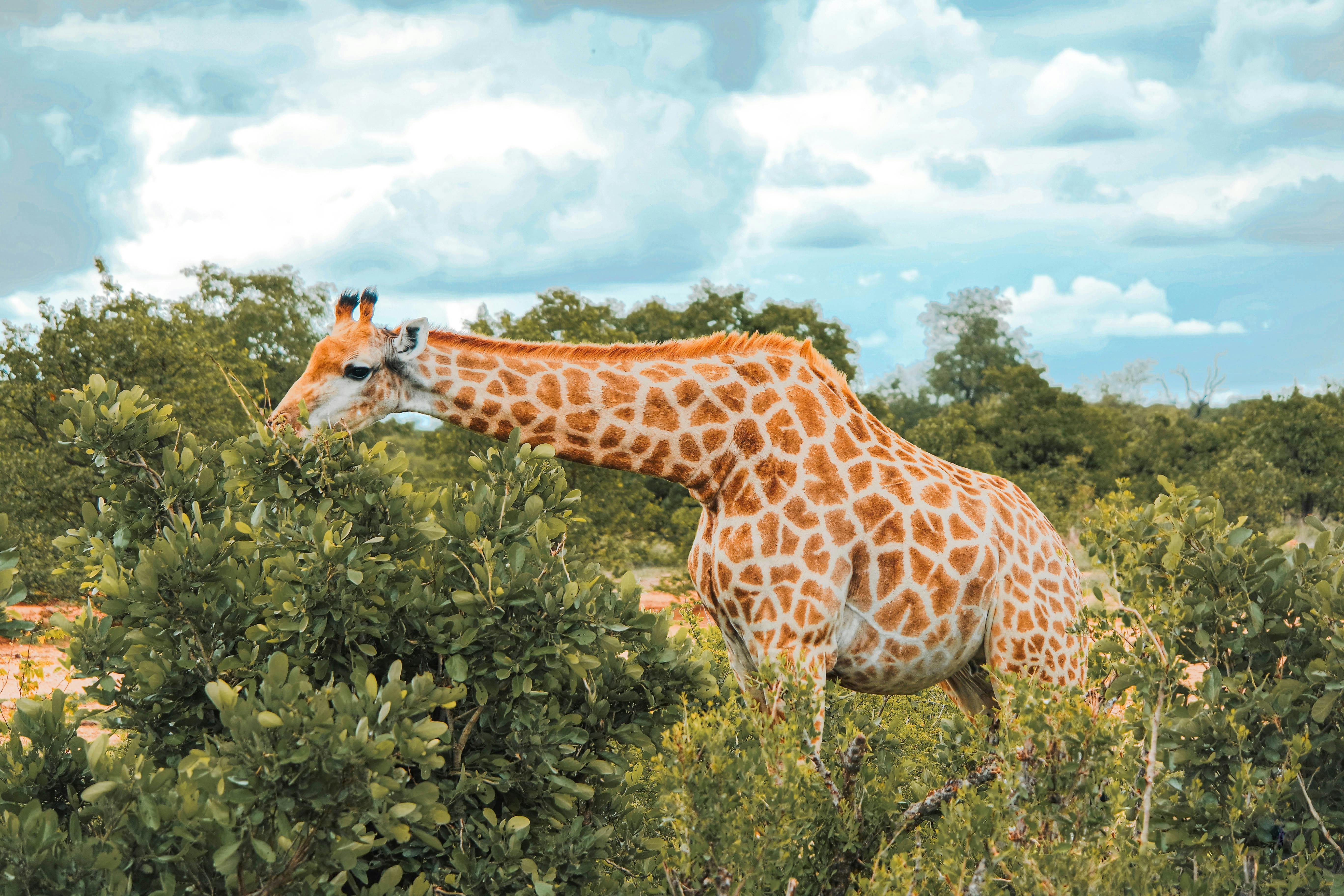 giraffe eating