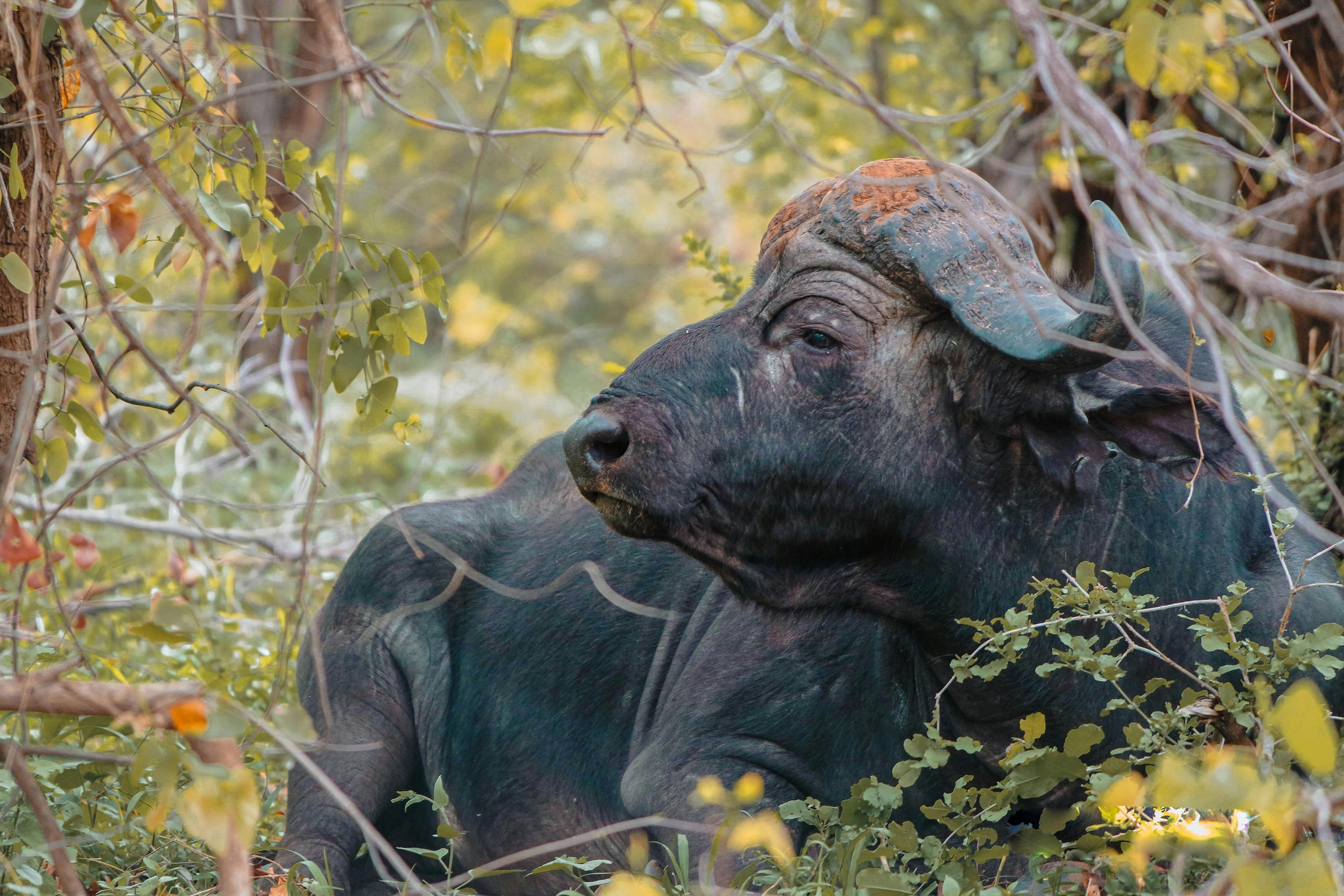 grátis Foto profissional grátis de África, ambiente natural, animais selvagens Foto profissional
