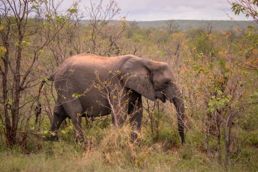 Hwange elephant safari extension — Victoria Falls