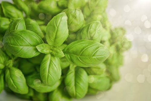 Free Selective Focus Photography of Green Basil Leaf Stock Photo