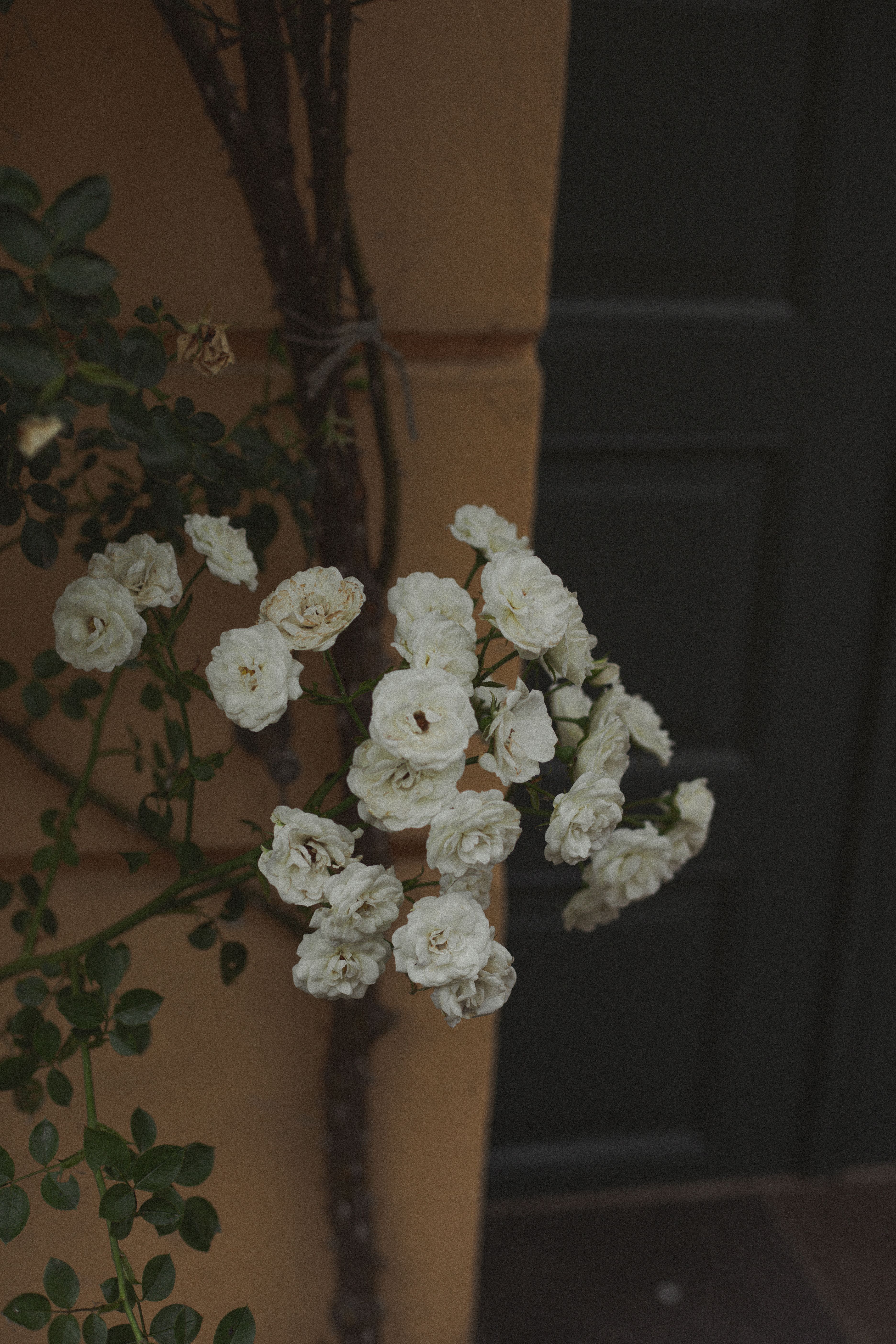Cluster of beautiful white flowers blooming against a rustic doorway.