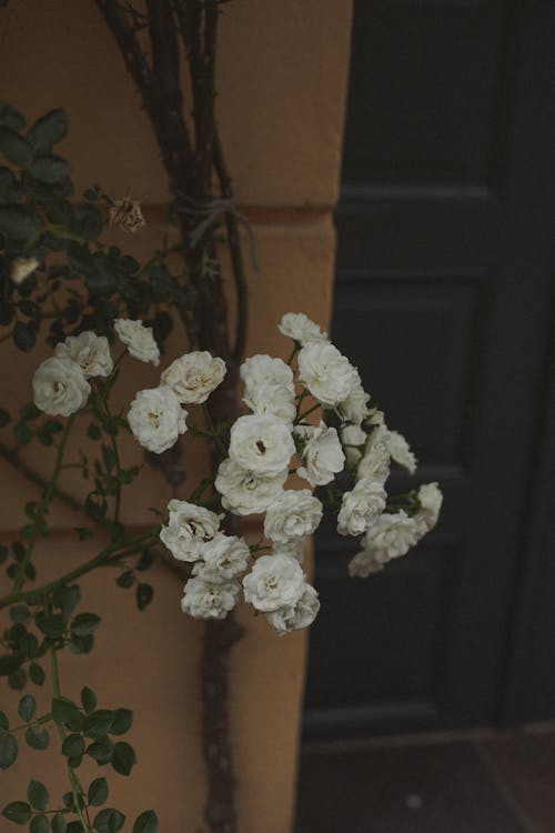 ฟรี คลังภาพถ่ายฟรี ของ กำลังบาน, ดอกไม้สีขาว, บุปผา คลังภาพถ่าย