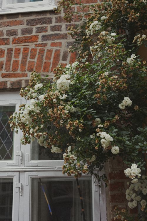 Free Elegant white roses climb a rustic brick wall beside charming windows, creating a serene outdoor scene. Stock Photo