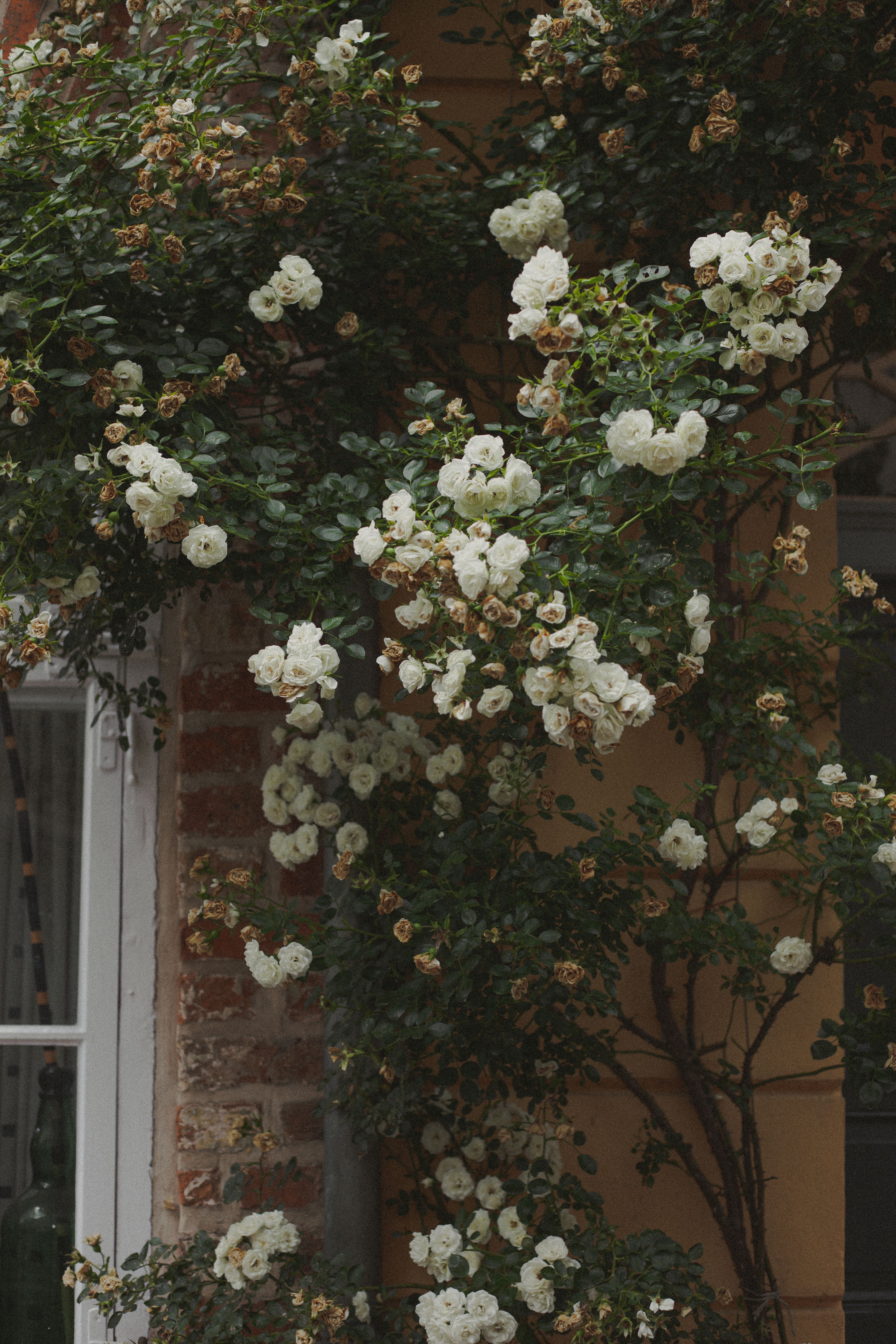 White climbing roses blooming against an old brick wall, creating a vintage garden atmosphere.