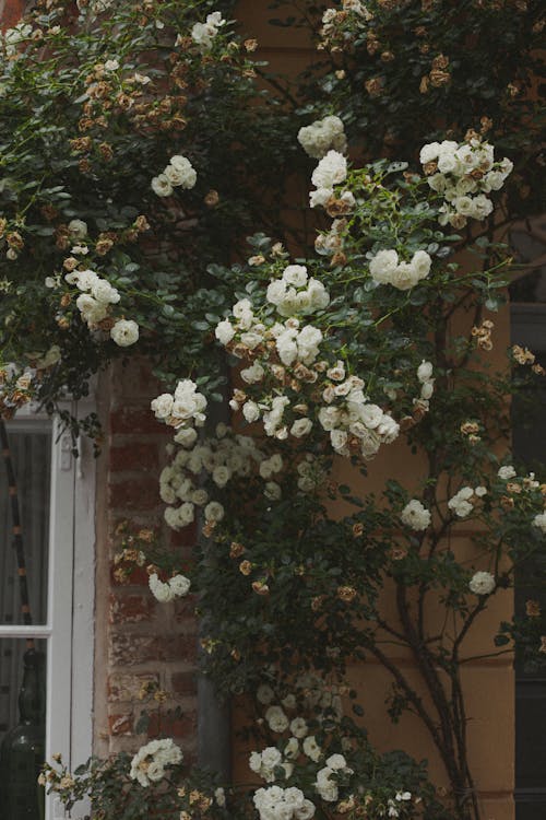 A White Flowers With Green Leaves