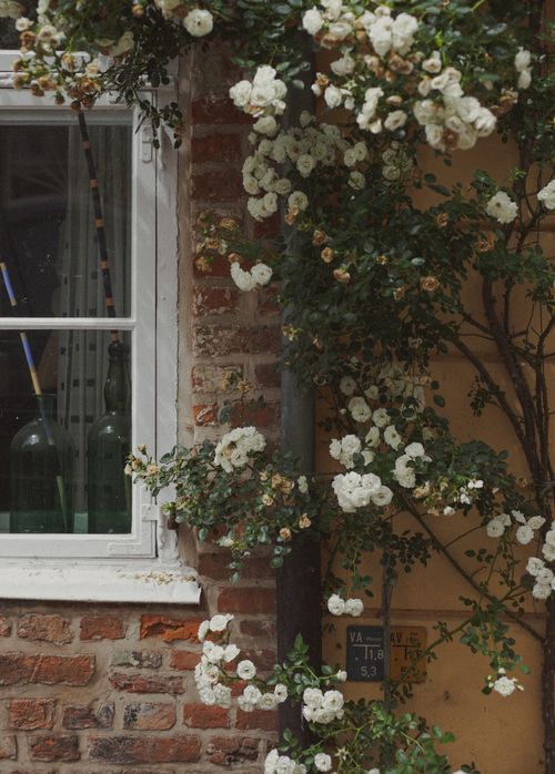 Free Beautiful white roses adorning a rustic brick wall with a vintage window view. Stock Photo