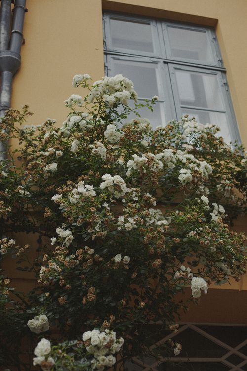 Free White flowers climbing a building facade with a vintage window view. Stock Photo