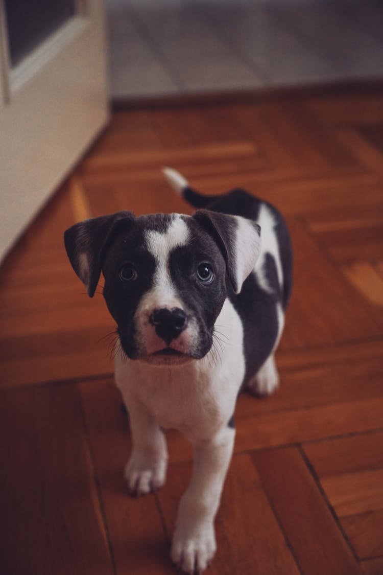 Close-Up Shot Of A Cute Puppy On Wooden Floor