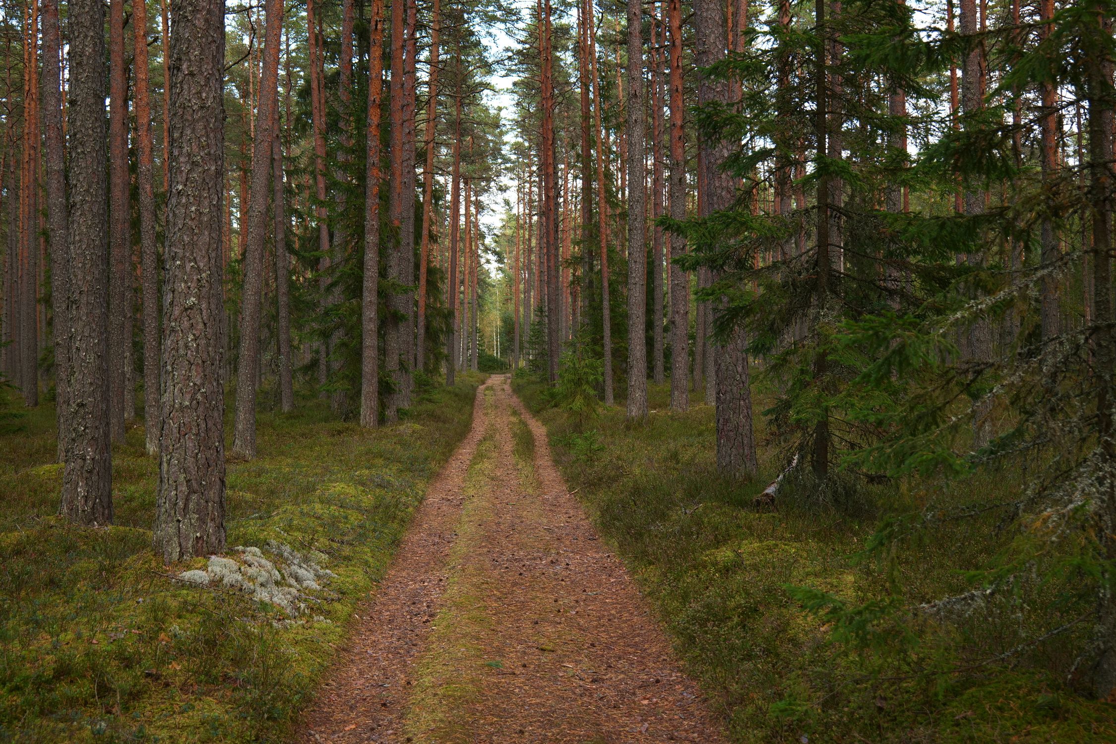 Path Between Tree Photo of a Path Between Trees · Free Stock Photo
