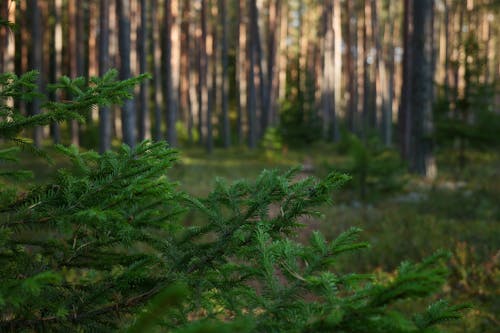 Close-up of a Coniferous Tree in a Forest