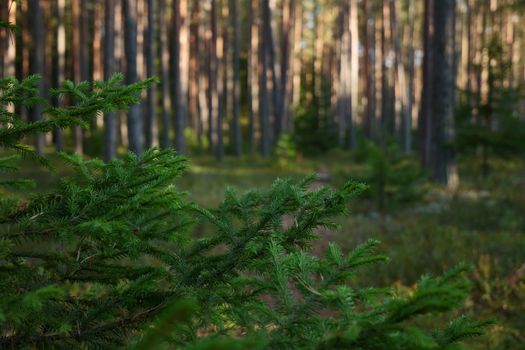 Close-up of evergreen trees in a sunlit forest, conveying tranquility and nature's serenity.