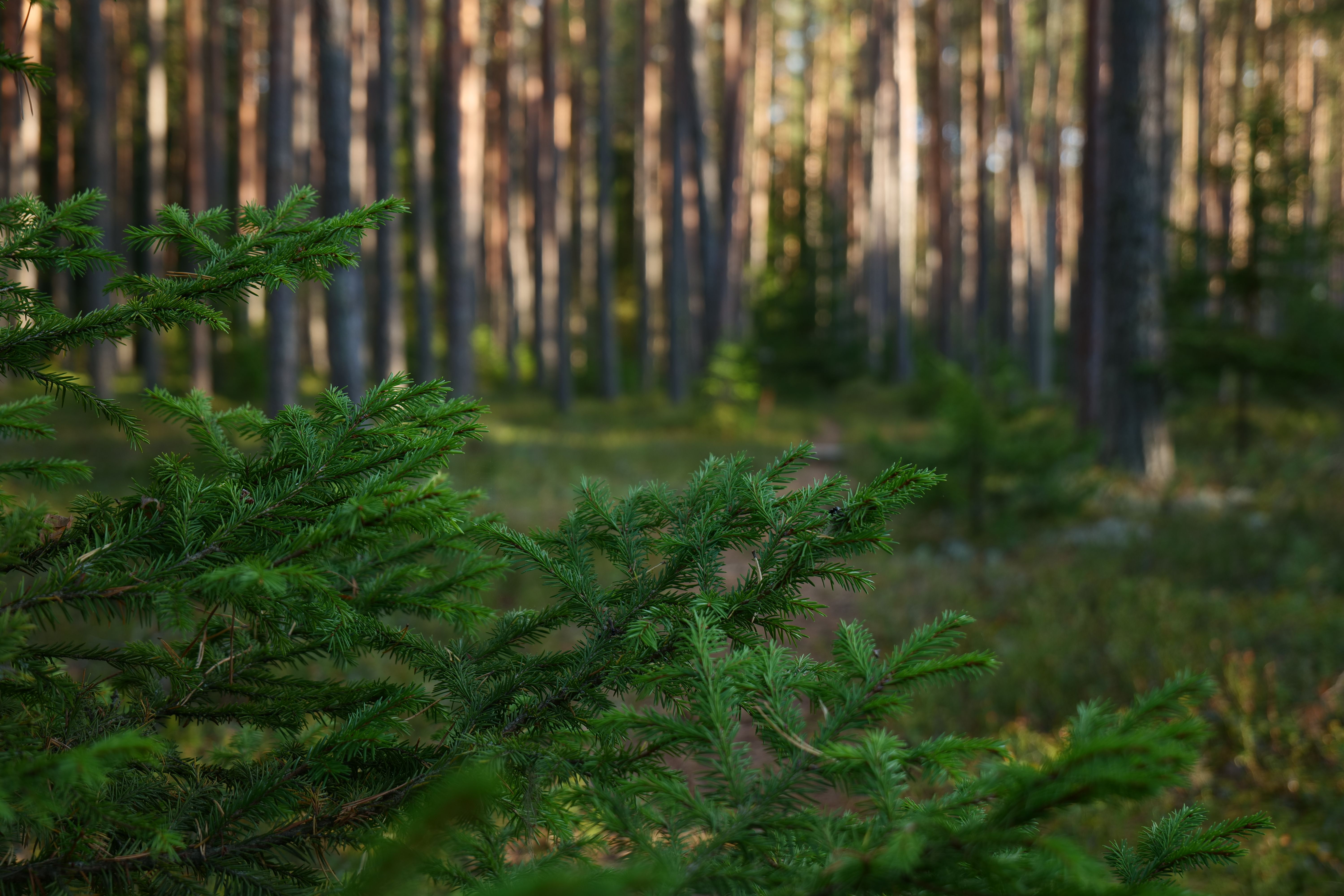 Dense Simple Picture Dense Photos, Download The BEST Free Dense Stock Photos & HD Images