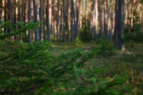 Free Close-up of evergreen trees in a sunlit forest, conveying tranquility and nature's serenity. Stock Photo